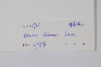 假鷹爪藏品圖，第2張