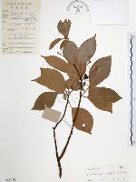 樟樹藏品圖，第1張