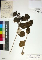 苦林盤藏品圖，第1張