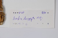 頭序蔥木藏品圖，第2張