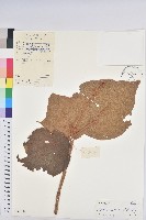 毛桐藏品圖，第1張