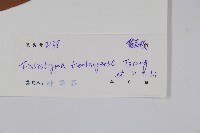 天堂瓜馥藏品圖，第2張