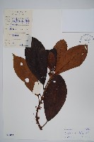 水東哥藏品圖，第1張