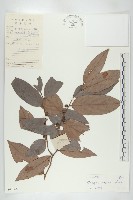 軟毛柿藏品圖，第1張