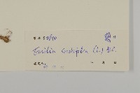 紫背草藏品圖，第3張