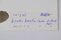 闊葉獼猴桃藏品圖，第2張