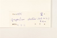 紅面番藏品圖，第3張