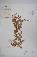 普剌特草藏品圖，第1張