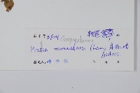 普剌特草藏品圖，第2張