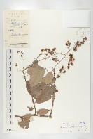 錫葉藤藏品圖，第1張