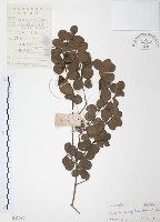 小葉赤楠藏品圖，第1張