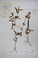 柳葉水蓑衣藏品圖，第1張