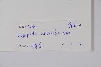 柳葉水蓑衣藏品圖，第2張