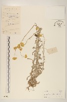 鼠麴草藏品圖，第1張