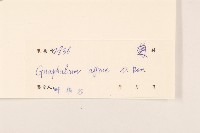 鼠麴草藏品圖，第3張