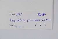 爵床、六角英藏品圖，第2張