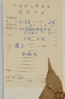 大丁黃藏品圖，第2張