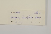 大丁黃藏品圖，第3張