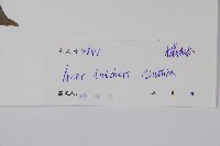 嶺南槭藏品圖，第2張