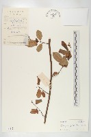 角花胡頹子藏品圖，第1張