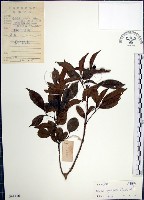 山埔姜藏品圖，第1張