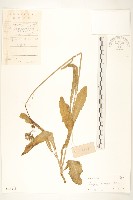 苦苣菜藏品圖，第1張