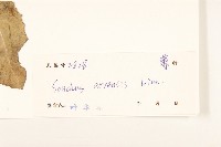 苦苣菜藏品圖，第3張