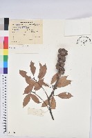 登錄號:S041126藏品圖，第1張