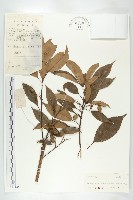 亮葉杜英藏品圖，第1張