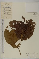 風車子藏品圖，第1張