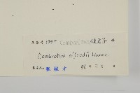 風車子藏品圖，第3張