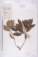 顯脈杜英藏品圖，第1張