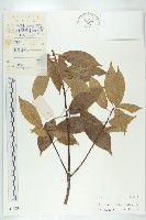 猴歡喜藏品圖，第1張