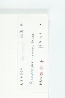 美脈杜英藏品圖，第3張