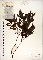 十子木、加入舅藏品圖，第1張