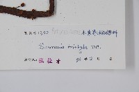 水東哥藏品圖，第2張