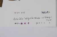 闊葉獼猴桃藏品圖，第2張