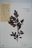 三花冬青藏品圖，第1張