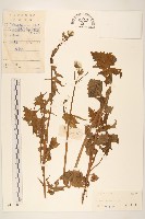 圓葉豹皮樟藏品圖，第1張