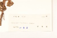 圓葉豹皮樟藏品圖，第3張