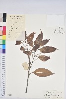 箭桿柯藏品圖，第1張