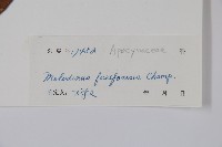 尖山橙藏品圖，第2張