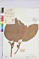 紫玉盤柯藏品圖，第1張