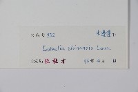 半邊蓮、鐮磨仔草藏品圖，第2張