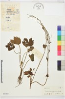 毛茛藏品圖，第1張