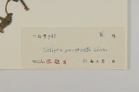 鱧腸藏品圖，第3張