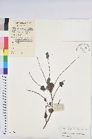 毛果算盤子藏品圖，第1張