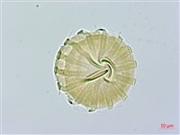 假黃花遠志、黃花倒水蓮藏品圖，第1張