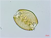 假黃花遠志、黃花倒水蓮藏品圖，第2張