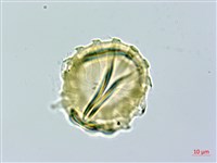 假黃花遠志、黃花倒水蓮藏品圖，第3張